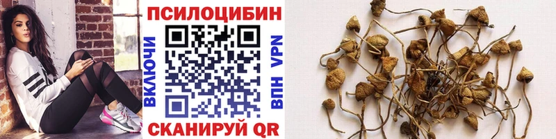 купить   Удомля  Псилоцибиновые грибы GOLDEN TEACHER 